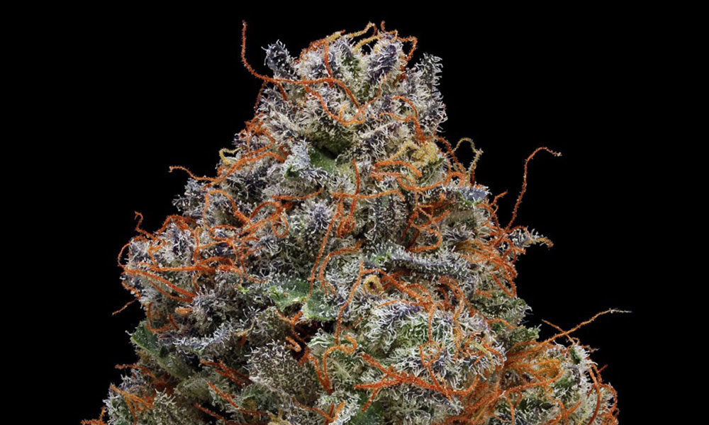 The Top Strains to Help with Insomnia