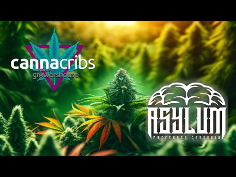 Behind-the-Scenes at Asylum Cannabis: Innovative Growing Techniques with Growers House