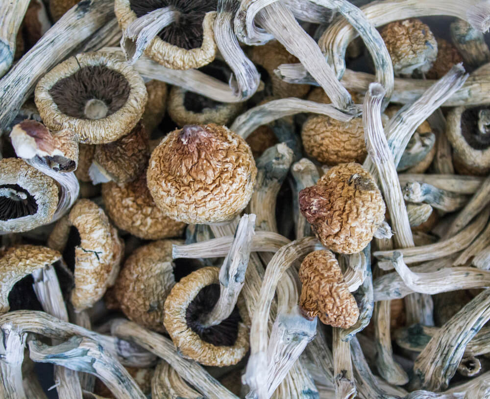 Harvesting, drying and storing magic mushrooms