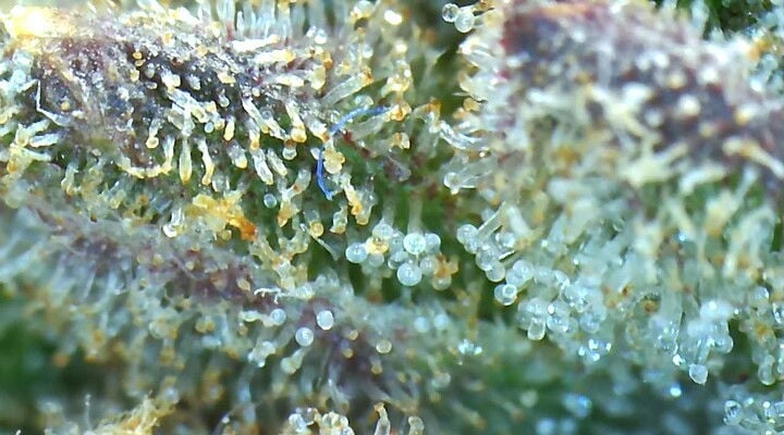 Purple Ghost Candy: Seedsman’s Hall of Fame Hybrid