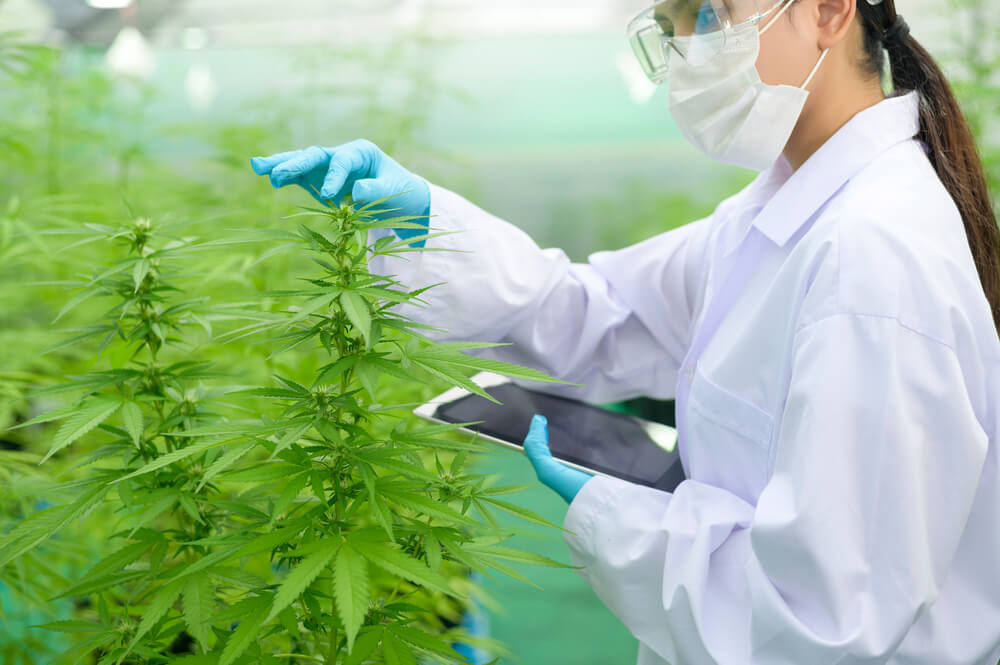 Master in Cannabis from the University of Barcelona, ​​a great opportunity