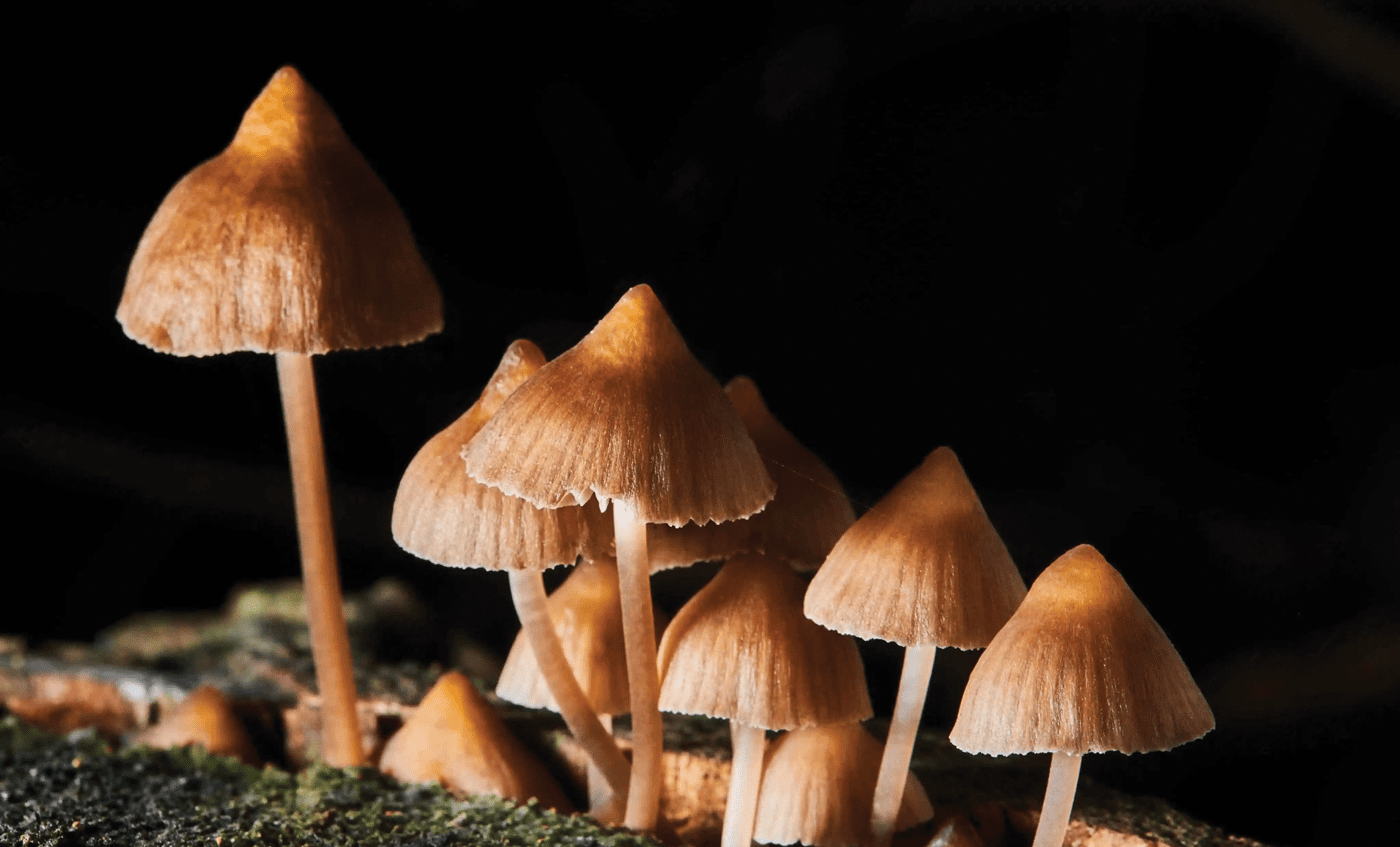 Psychedelics clinical trials