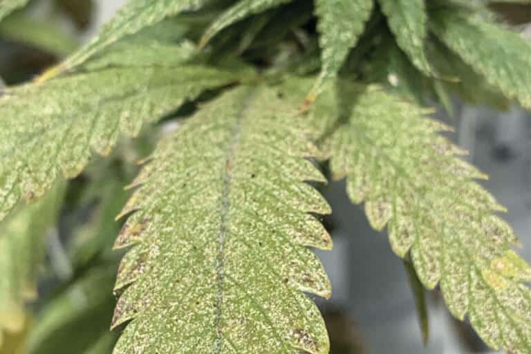 Common Marijuana Plant Pests