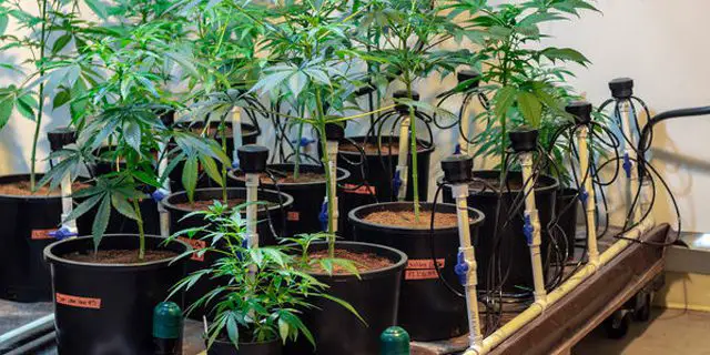 Best Practices For Indoor Marijuana Cultivation On Small Scale