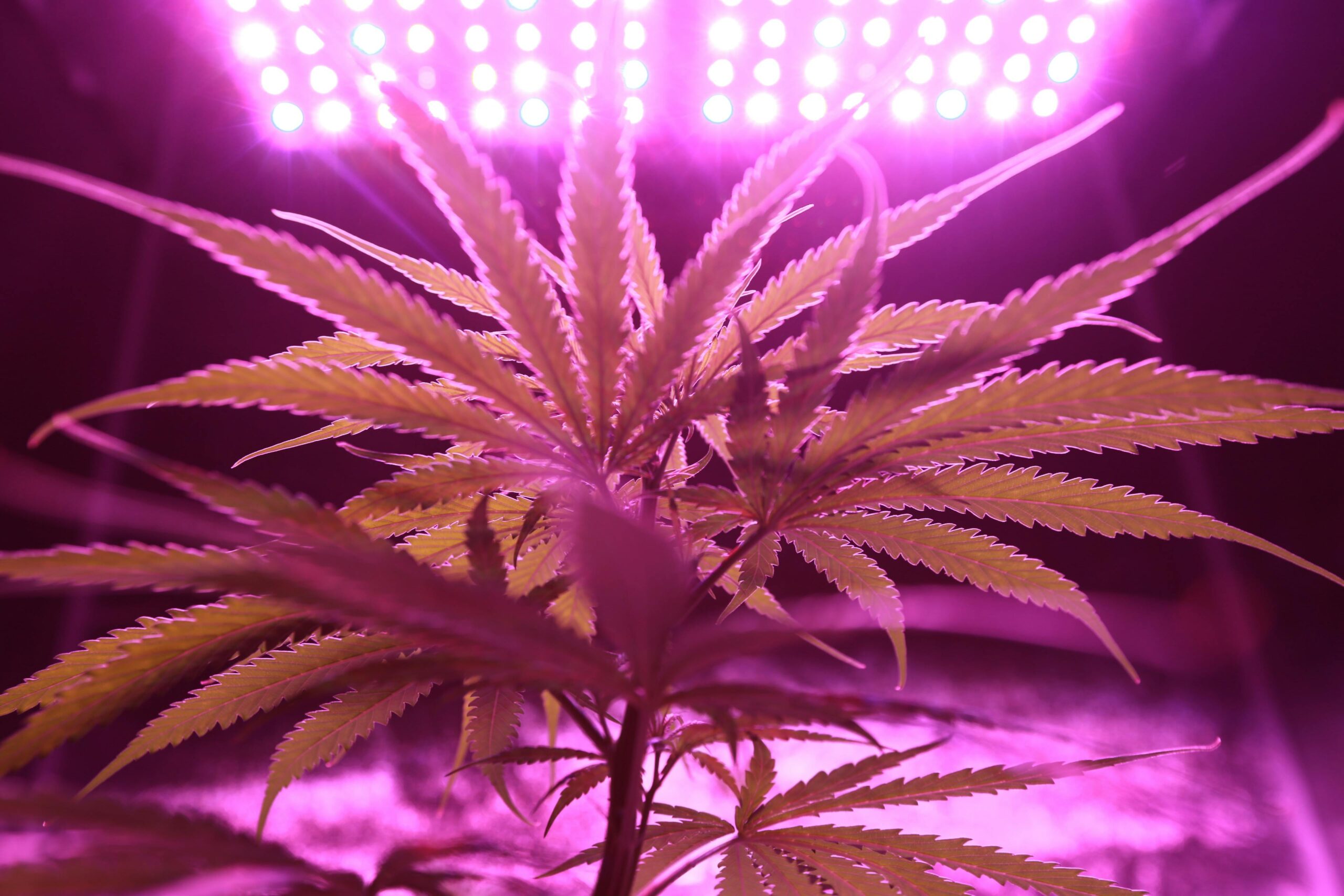 5 Tips for Growing Cannabis Indoors