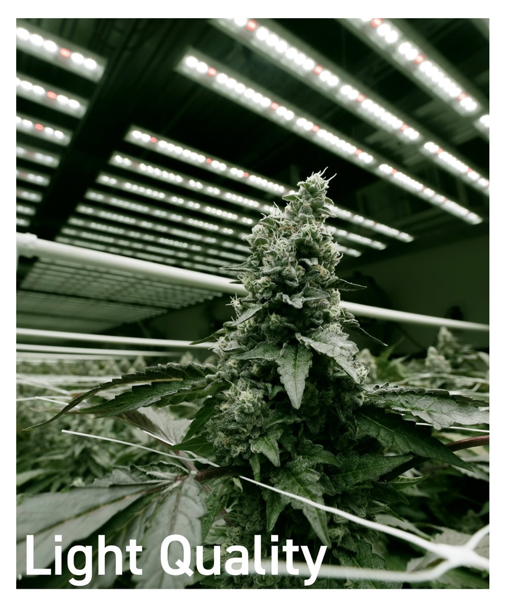 Indoor lighting – it’s a whole new world by Ed Rosenthal from the Cannabis Grower’s Handbook
