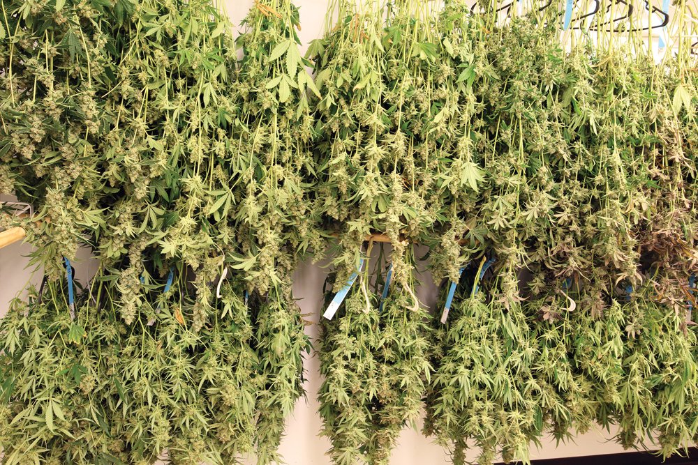 Now Buds Can be Dried and Cured Perfectly in a Matter of Days