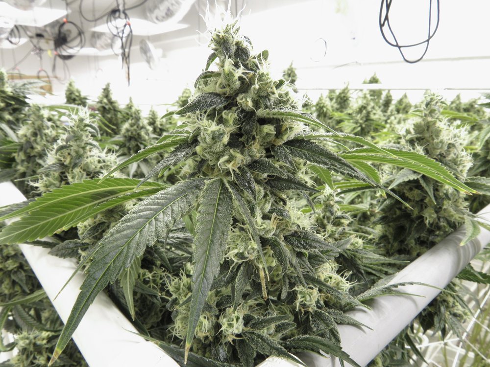 Why C02 Matters in Your Cannabis Grow: And How to Generate More of It