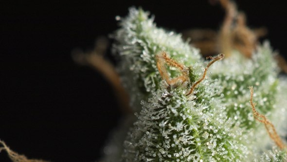 Why and How to Add Terpenes to Cannabis Buds