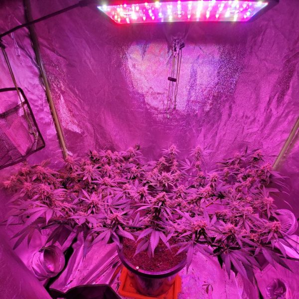 Choosing The Best Light Cycle For Weed