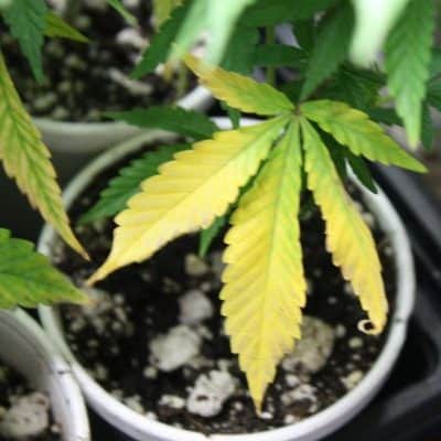 Nitrogen Deficiency and Toxicity In Weed
