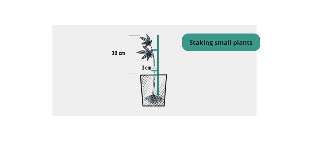 How to stake a plant  : complete guide