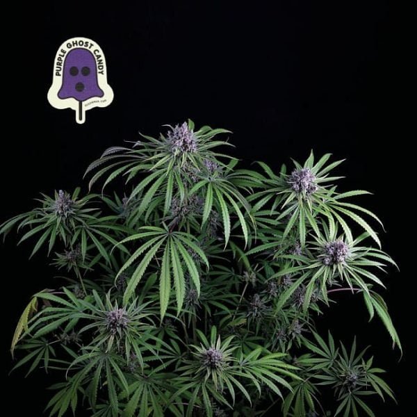 Purple Ghost Candy Fem