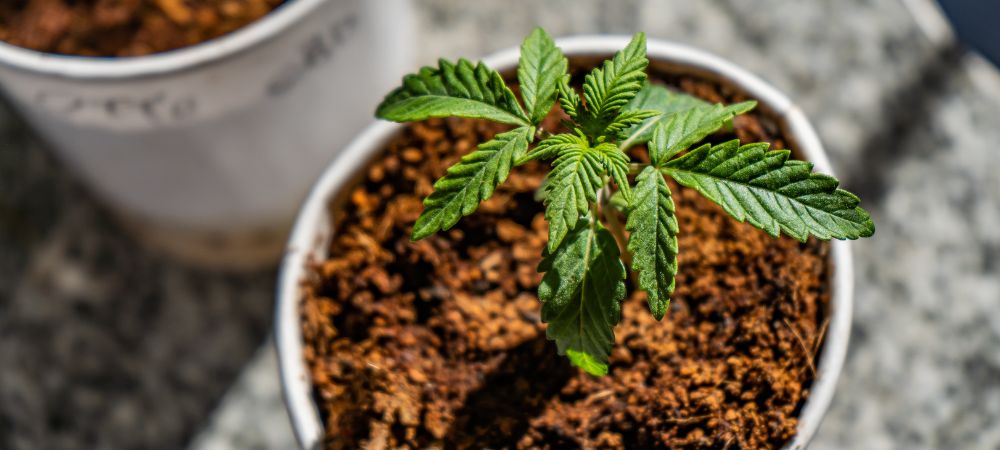 Why aren’t my cannabis plants growing?