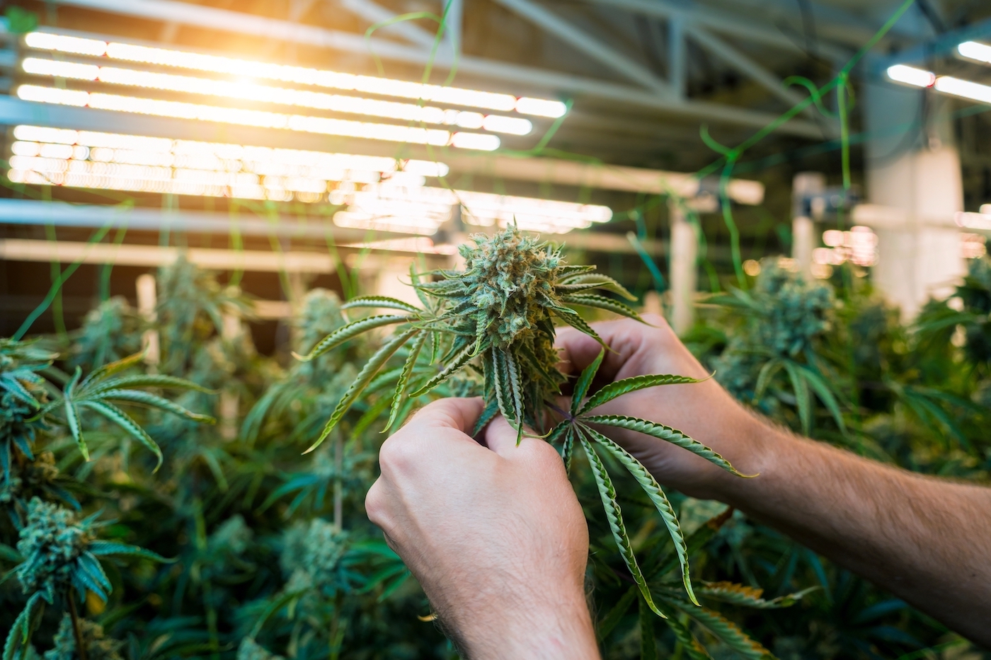 10 Cannabis Farming Myths Finally Dispelled