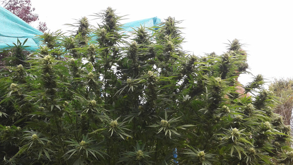How to grow outdoor cannabis in Germany in summer? Overcoming climate challenges