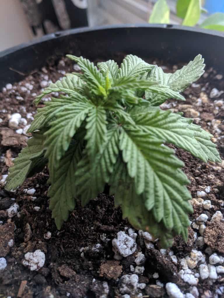 Week 4 Weed – How to Transplant a Cannabis Plant From a Solo Cup
