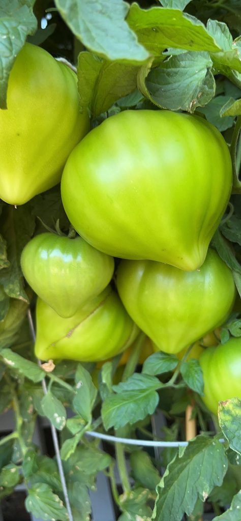 Can I Grow Tomatoes With Weed Fertilizer?