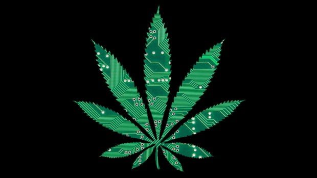Best Online Resources for Learning More about Cannabis
