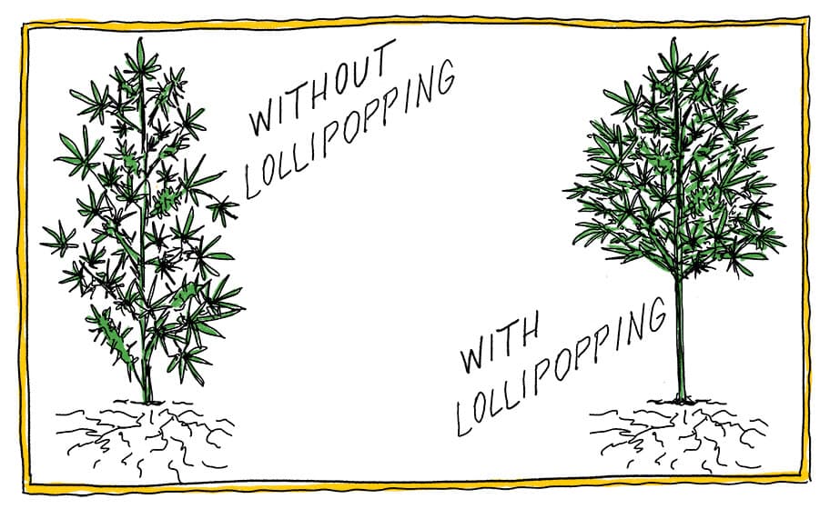 Your Trusted Guide to Lollipopping Cannabis