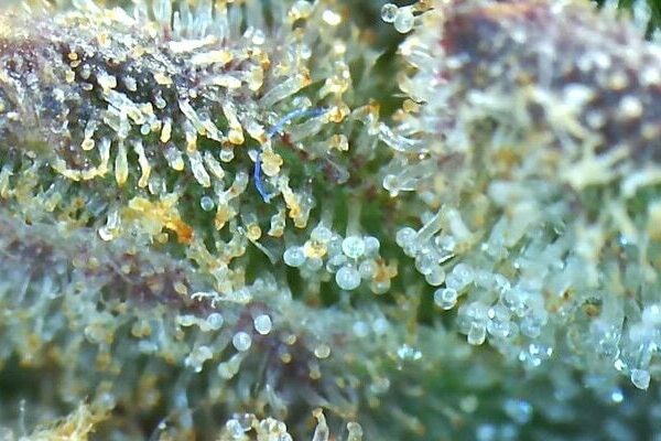Purple Ghost Candy: Seedsman’s Hall of Fame Hybrid