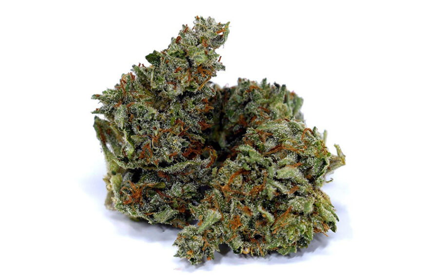 Chocolope: This Potent Strain Provides a Contented Happiness